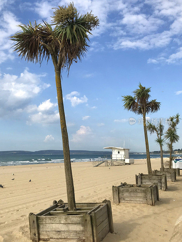 伯恩茅斯海滩上生长的热带棕榈树，英国海岸线的海边，卷心菜棕榈树，绿色叶子的卷心菜树/香茅，英国侏罗纪海岸的托贝/托基香茅棕榈树，还有救生员小屋